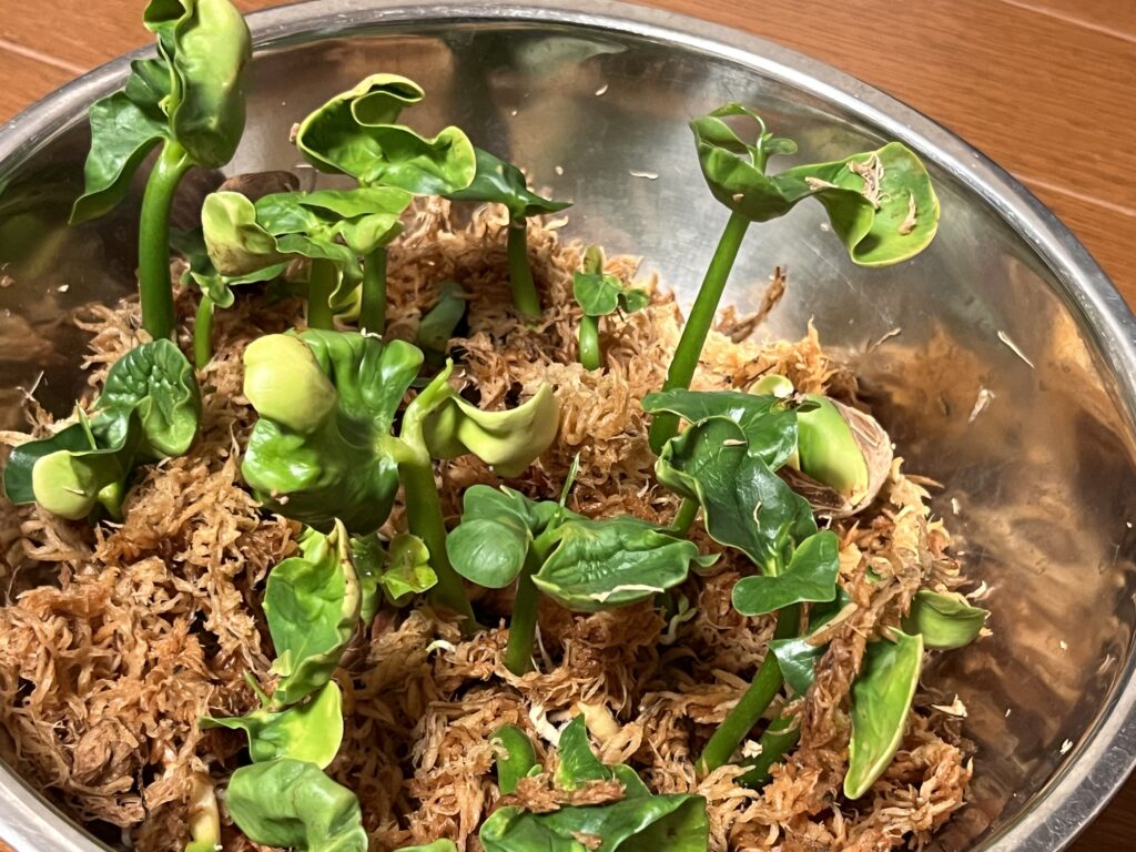 水苔に植えて1週間後のパキラ