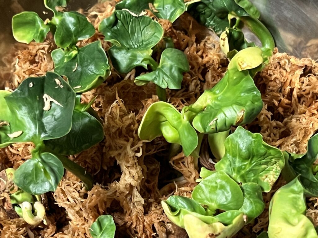 水苔で発芽したパキラ