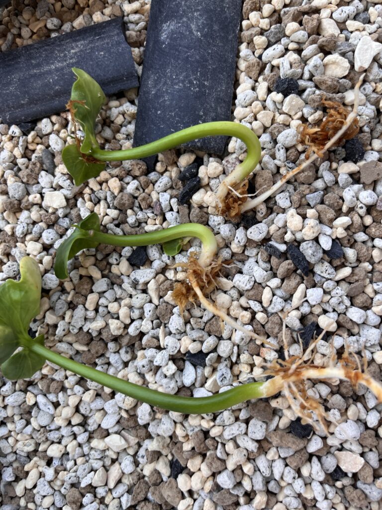 水苔から取り出したパキラ