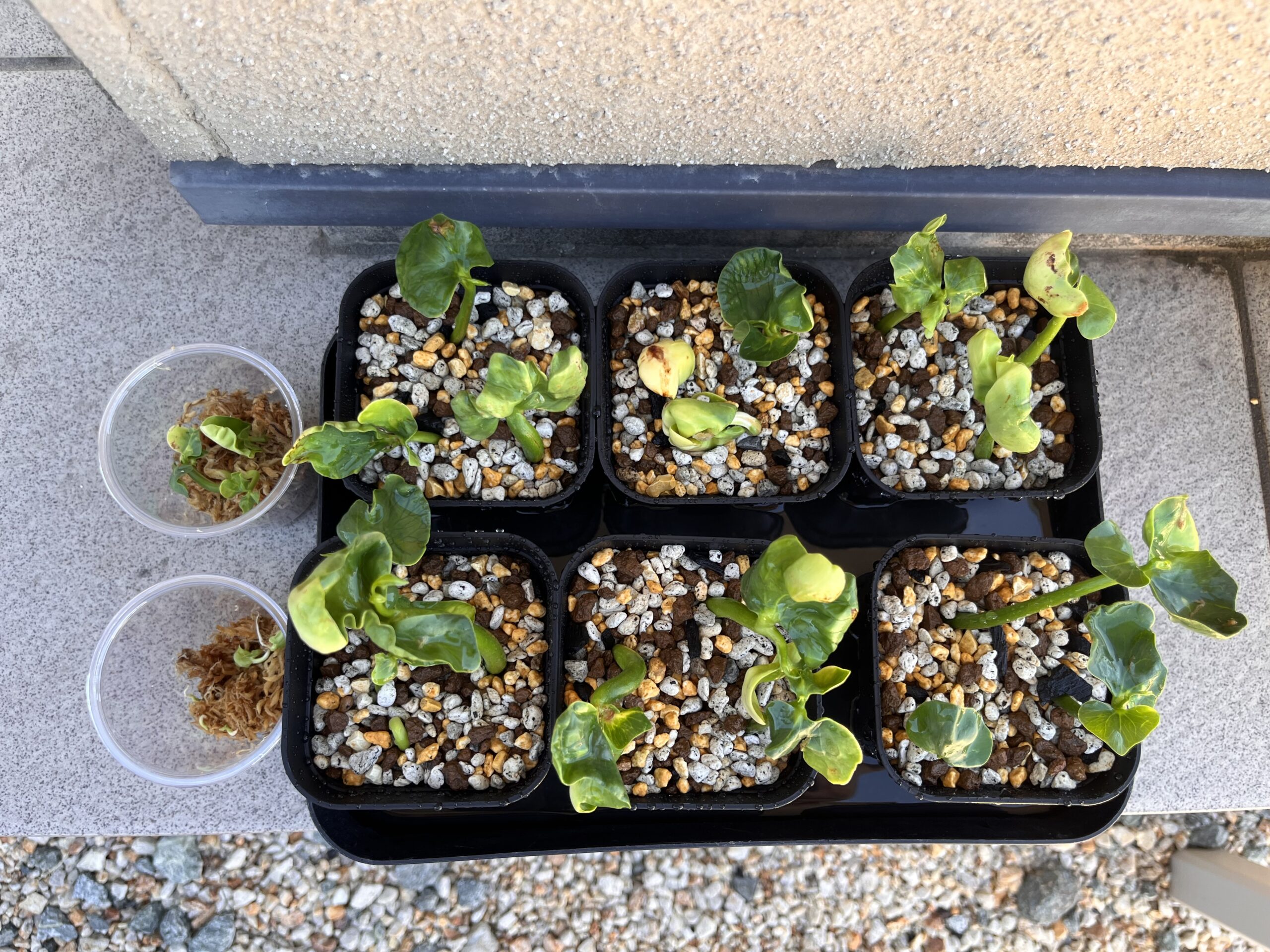 鉢に植えたパキラ