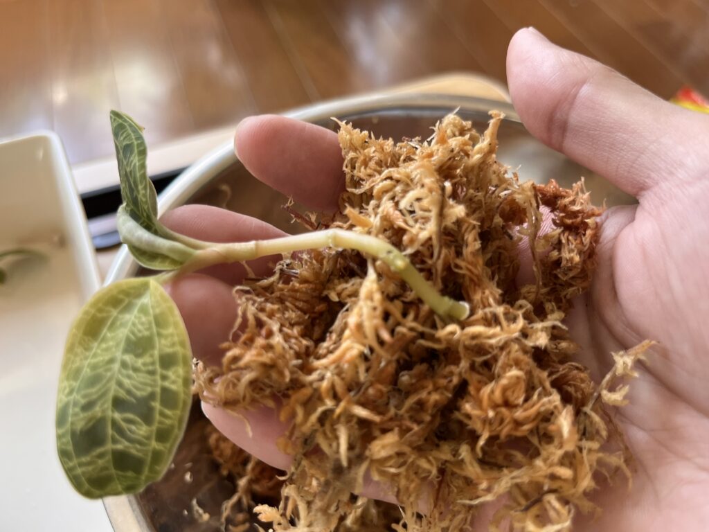 掌に水苔を載せた画像