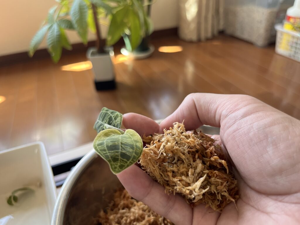 水苔でくるんだ画像