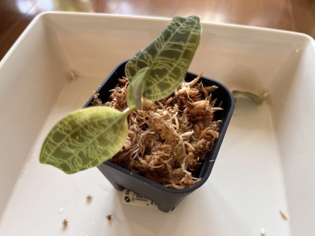 すき間に水苔を詰めた画像