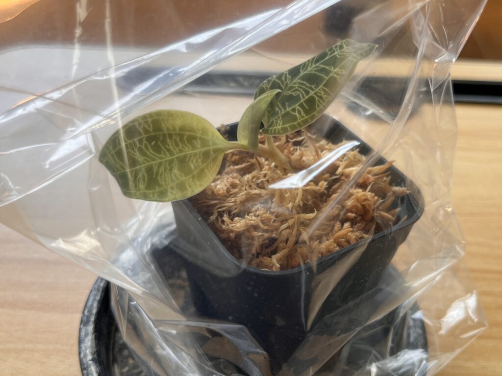 袋をかぶせて植え替え完成