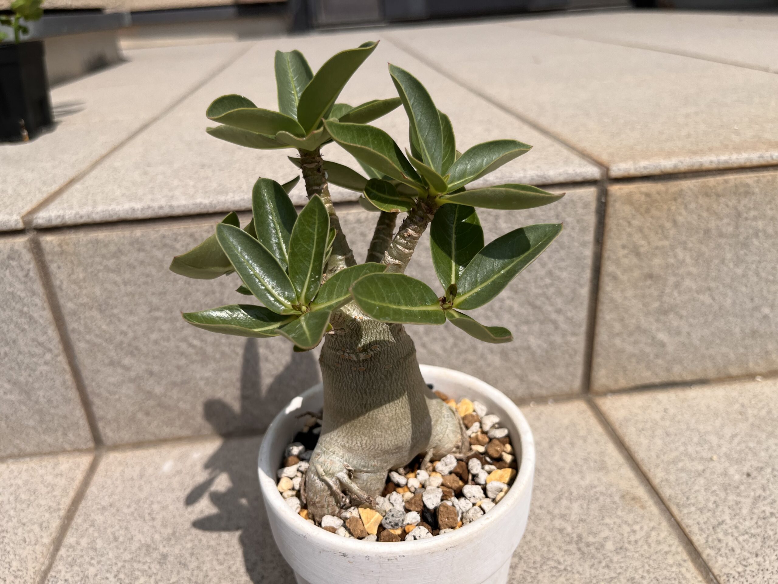 アデニウム　アイキャッチ