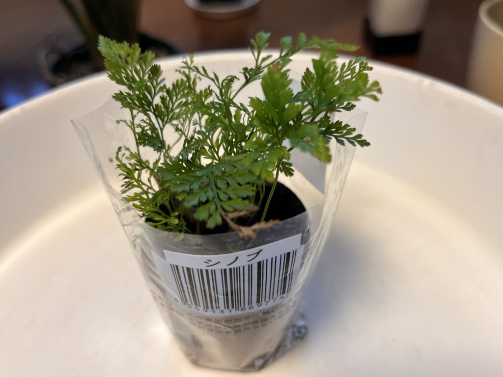 購入直後のシノブ