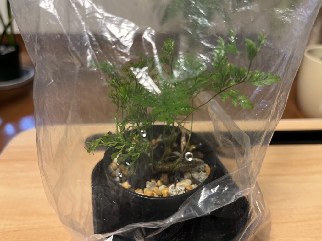 ビニール袋をかぶせたシノブ