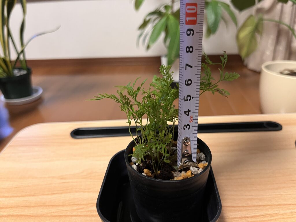 植え替え直後のシノブのサイズ