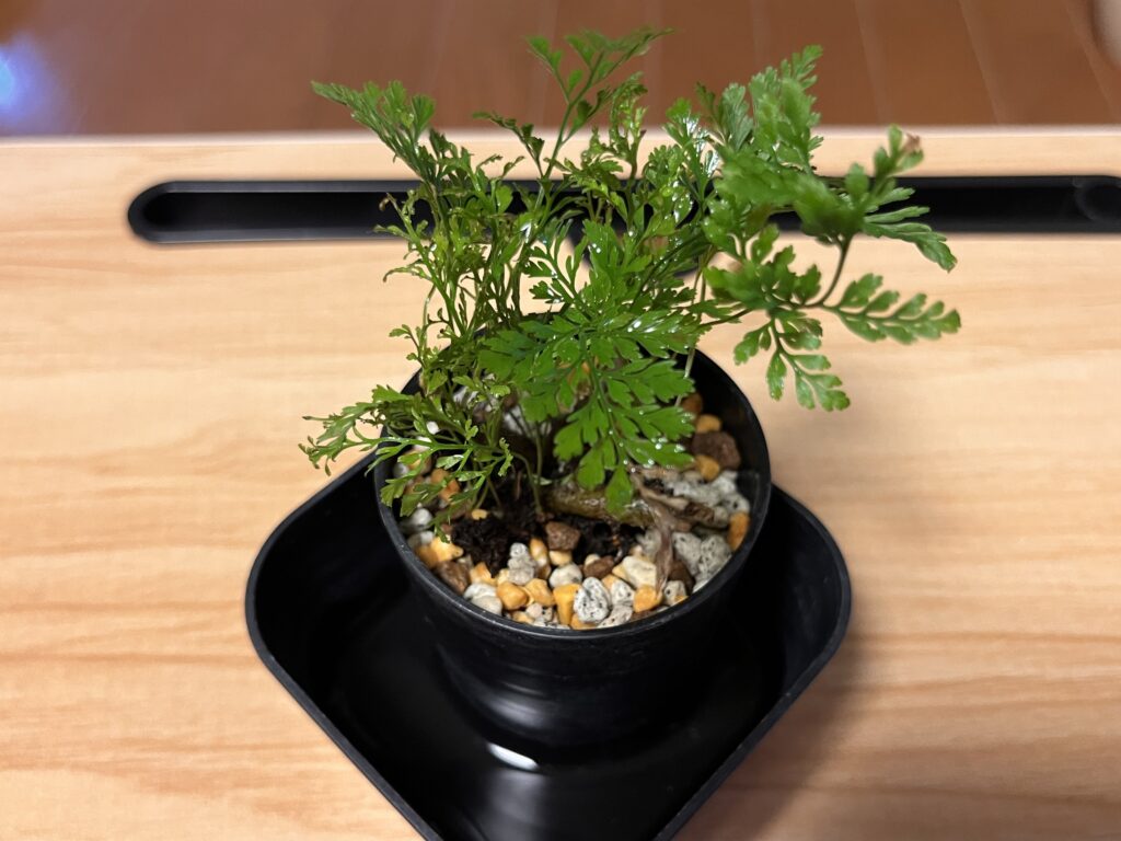 腰水管理のシノブ