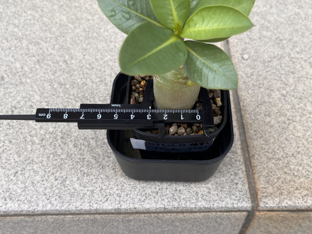 3か月後　腰水②