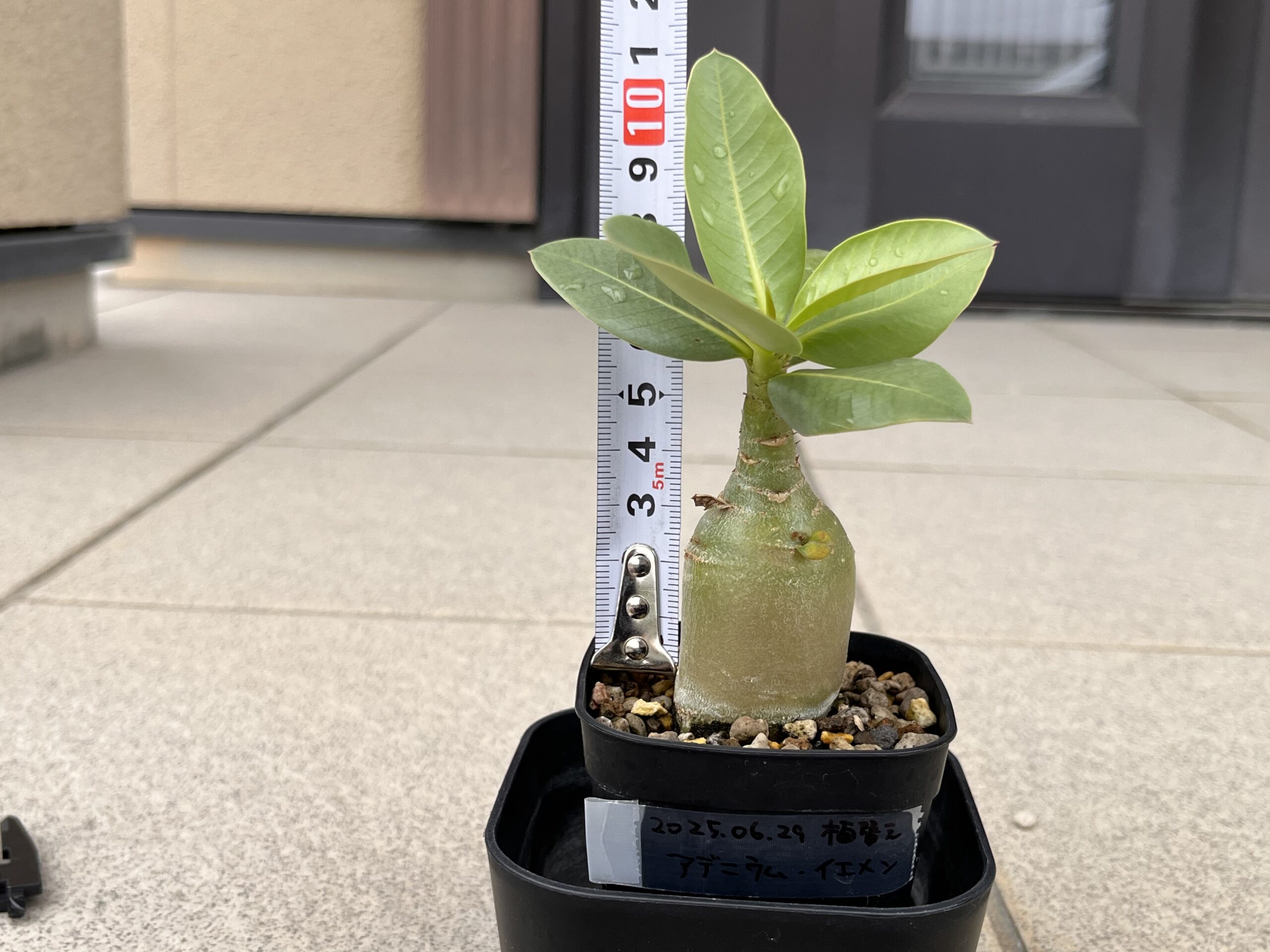 3か月後　腰水①