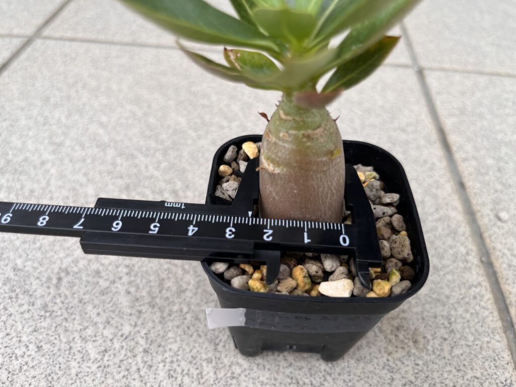 3か月後　通常水やり②
