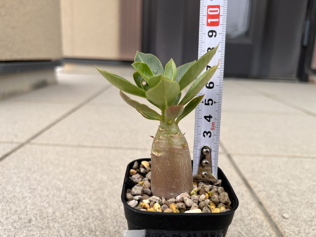 3か月後　通常水やり①