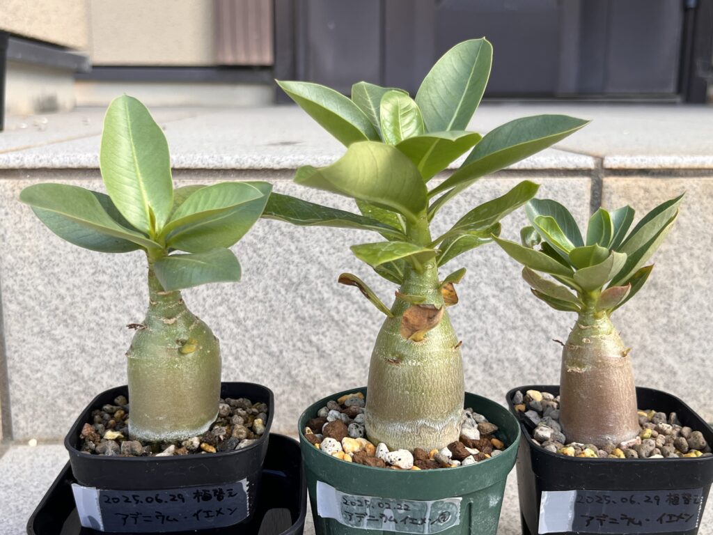 アデニウム3兄弟