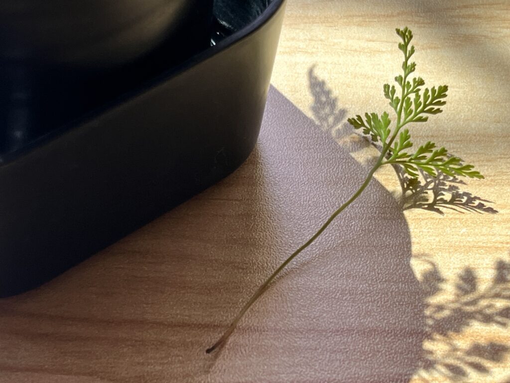1週間後　折れた茎