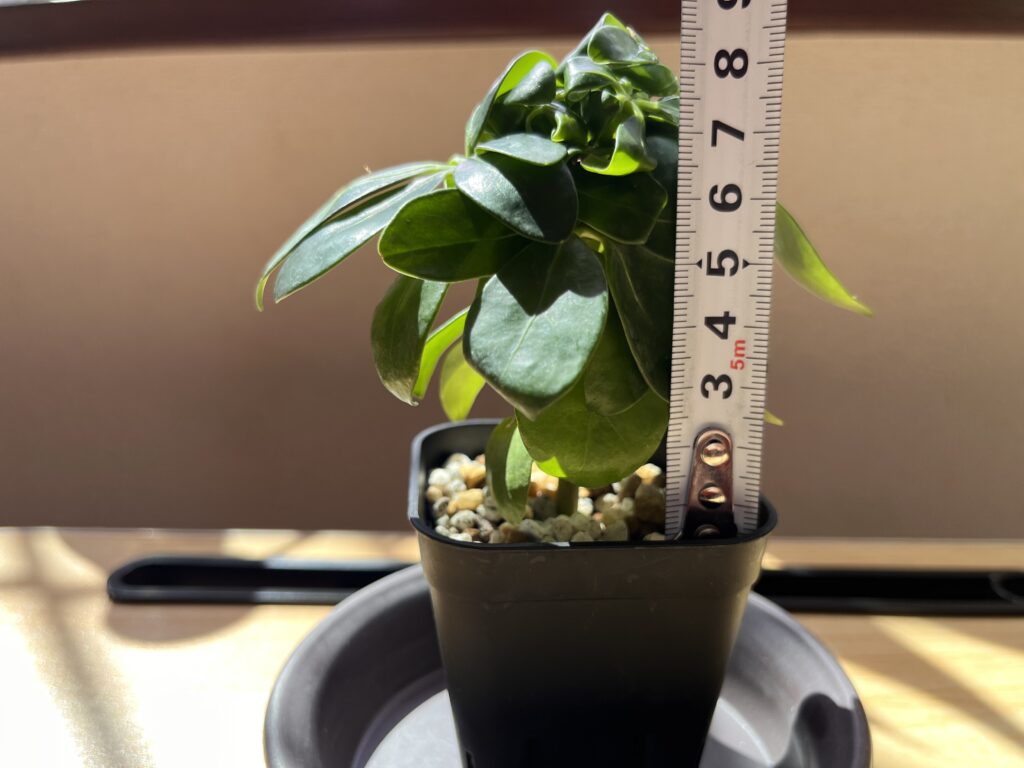 1週間後のカポックのサイズはだいたい8.5cm