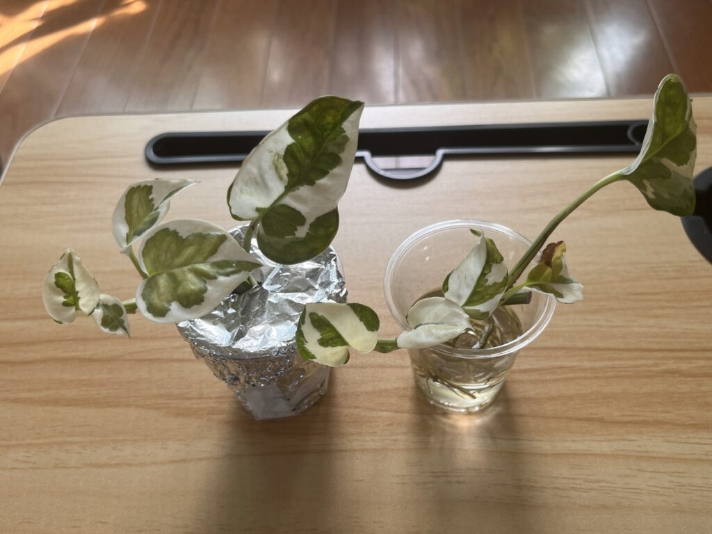 3か月後①