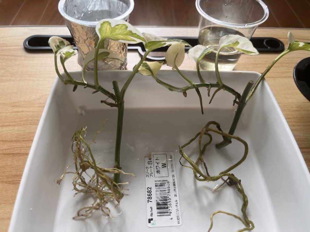 3か月後②
