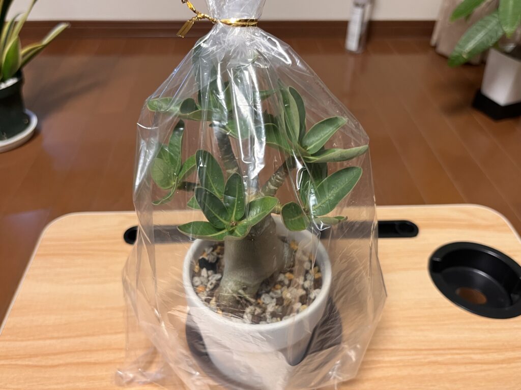 袋をかぶせたアデニウム