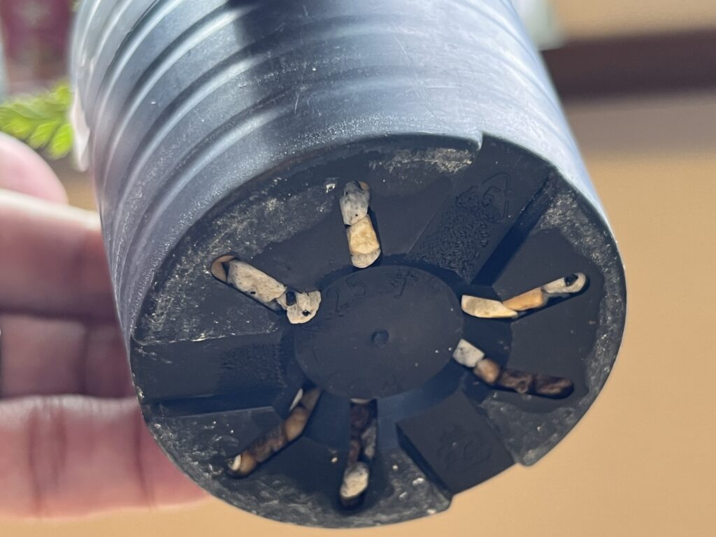 2週間後_鉢底