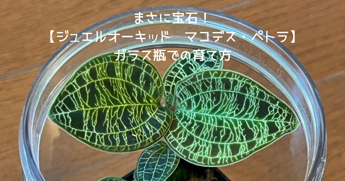 ジュエルオーキッド（マコデスペトラ）の育て方｜ガラス容器で失敗 
