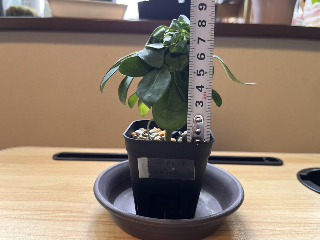 2週間後のカポックのサイズはだいたい8.5cm