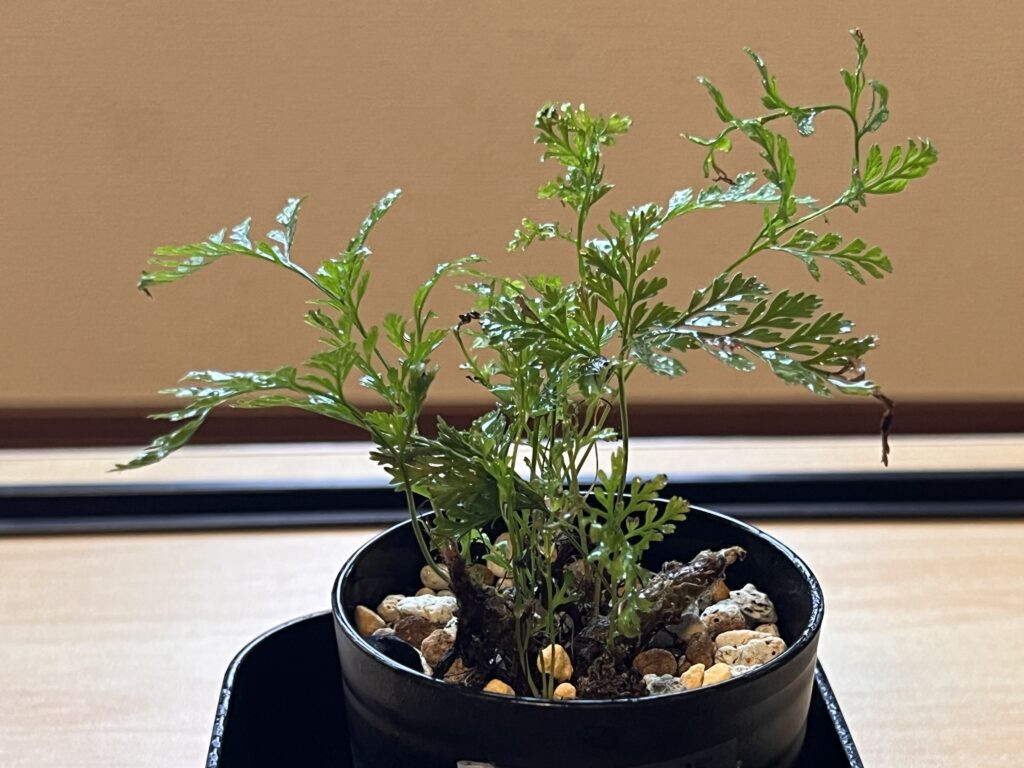 3週間後_シノブ③