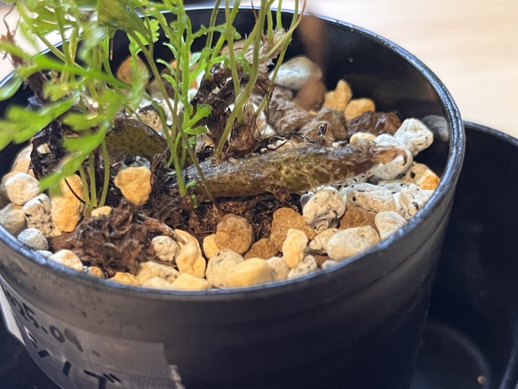 3週間後_シノブ④