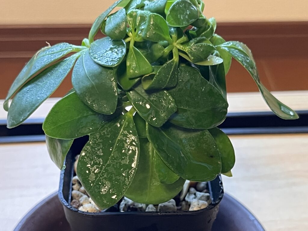 2025年10月のカポック