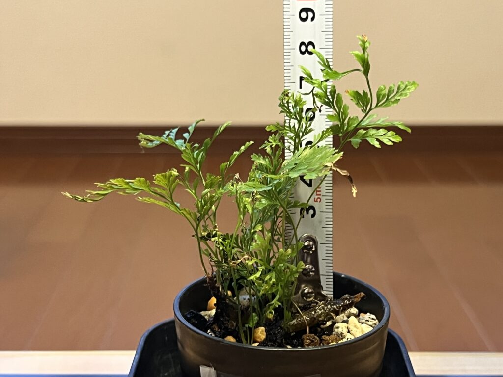 4週間後_シノブ②