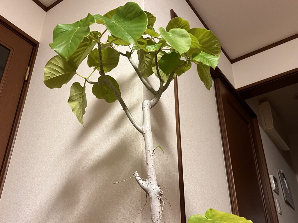 カットしすぎてボリュームダウンしたウンベラータの様子