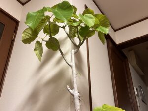 🌿 ウンベラータ