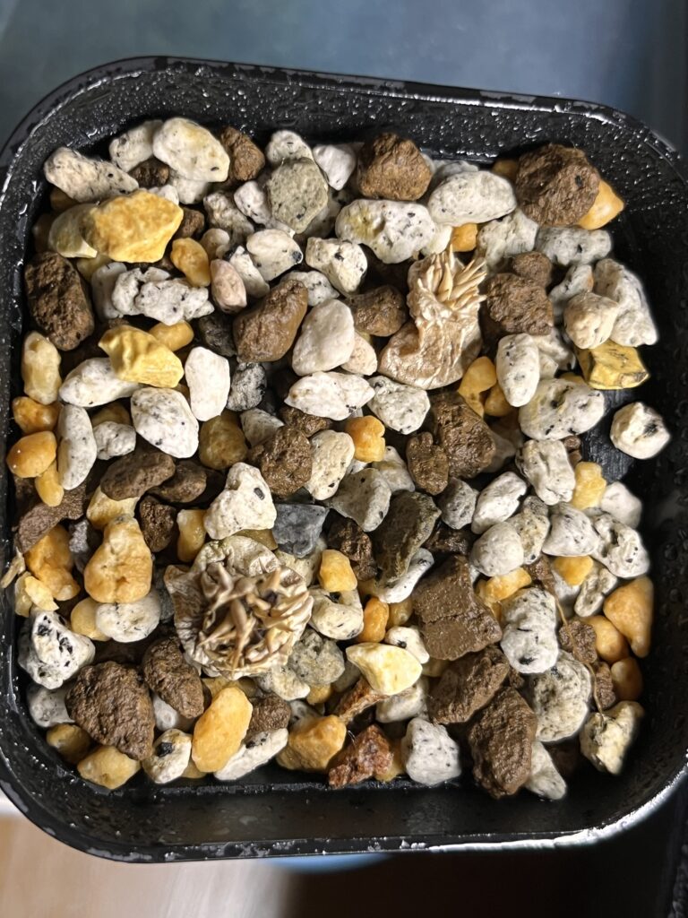 枯れた恵比寿笑い