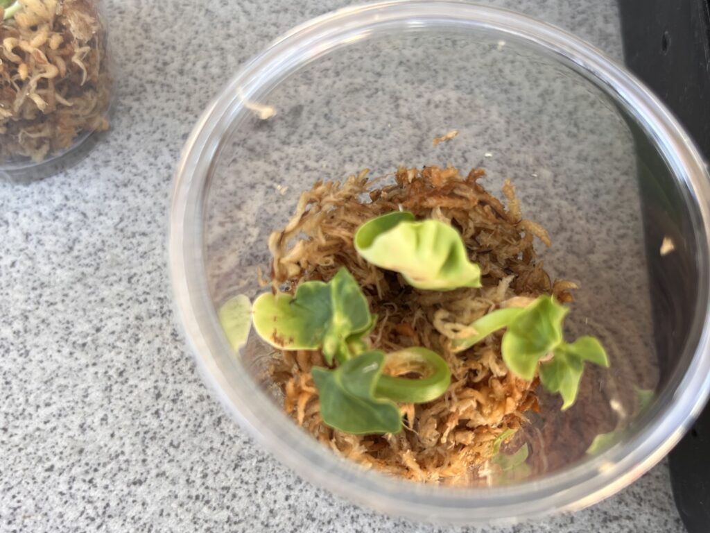 水苔に植え直後の超ミニパキラの様子