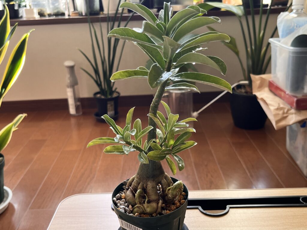 タコ足アデニウムの様子①