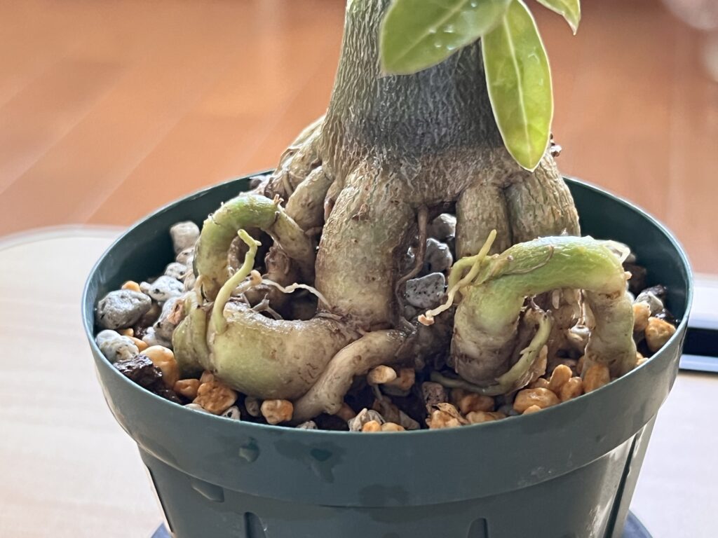 タコ足アデニウムの様子③