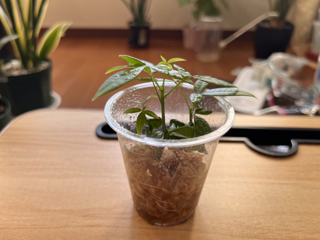 水苔に植え替え2か月後のパキラの様子