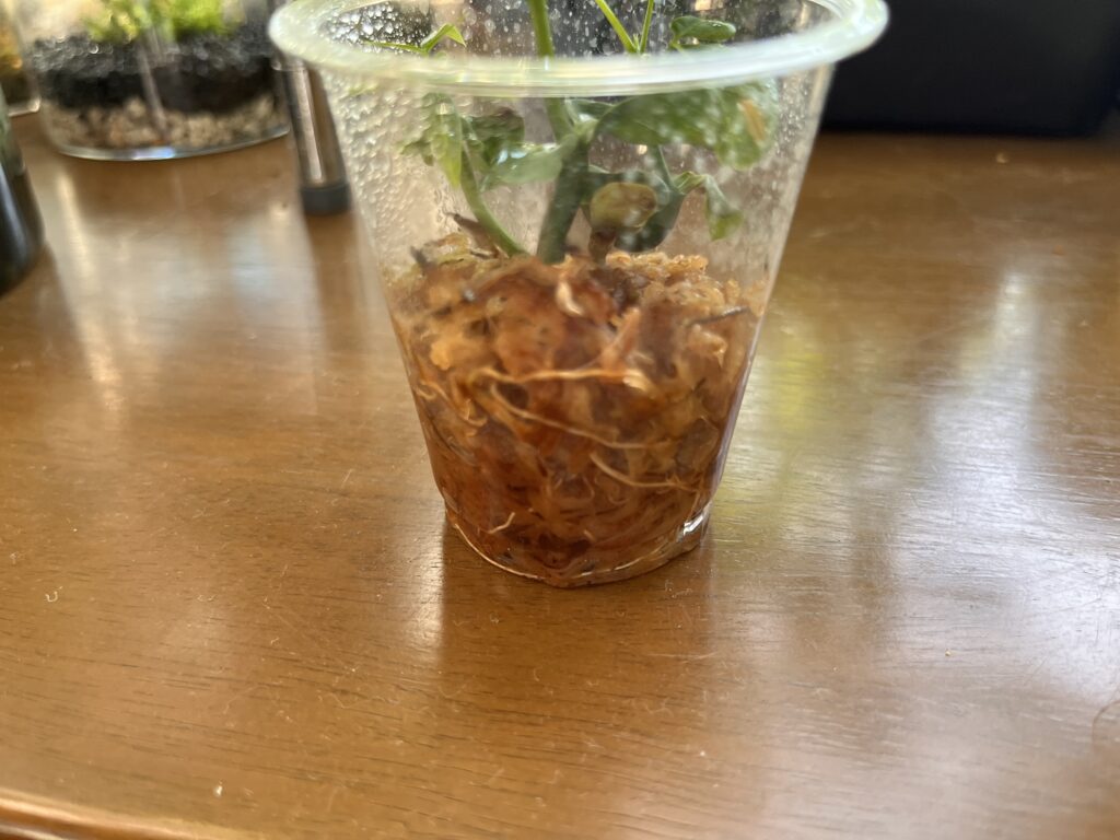 水苔に植え替え2か月後のパキラの根っこの様子