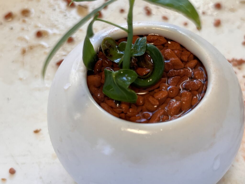 容器いっぱいまで水を入れた様子