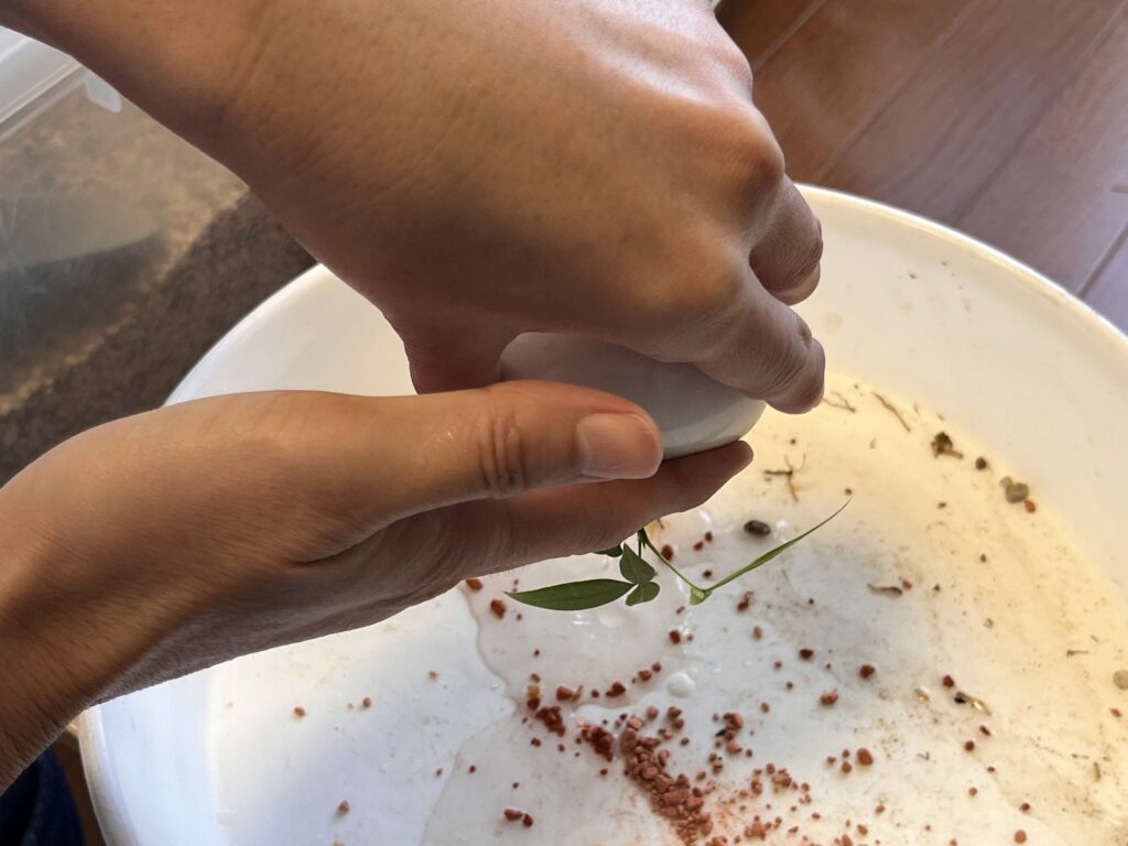 水を捨てている様子