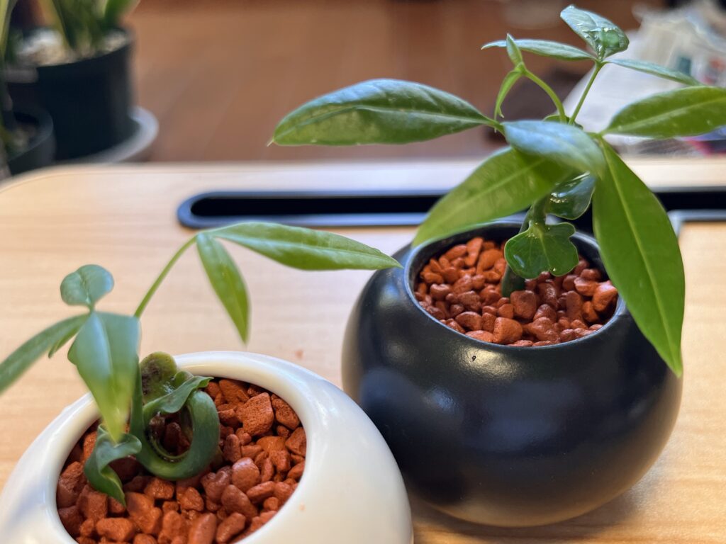 植え替え後の超ミニパキラの様子