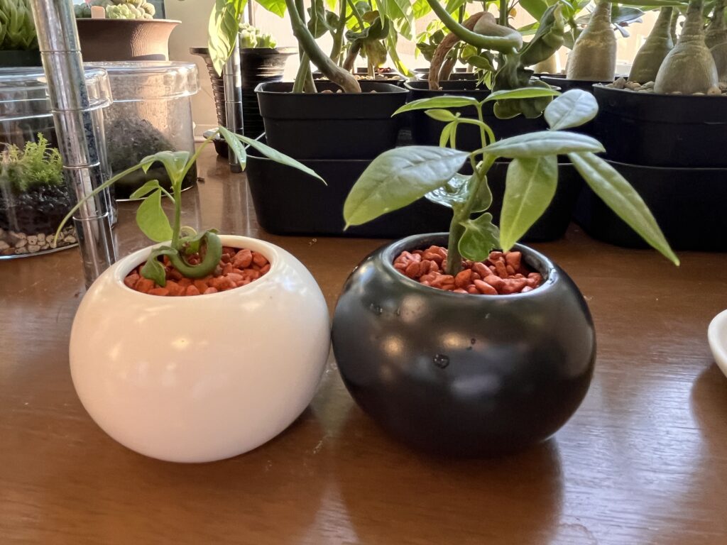 出窓に置いた超ミニパキラの様子