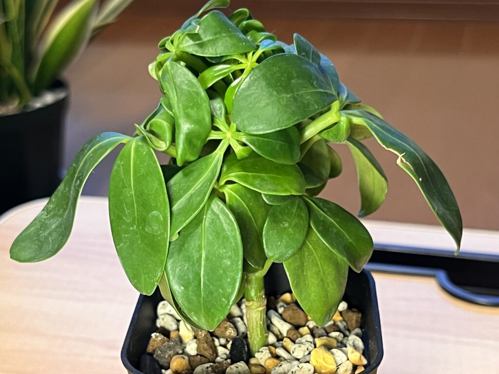 2025年11月の様子