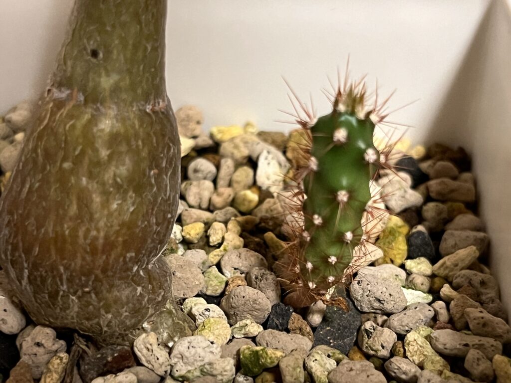 パキラの鉢で発芽したサボテン