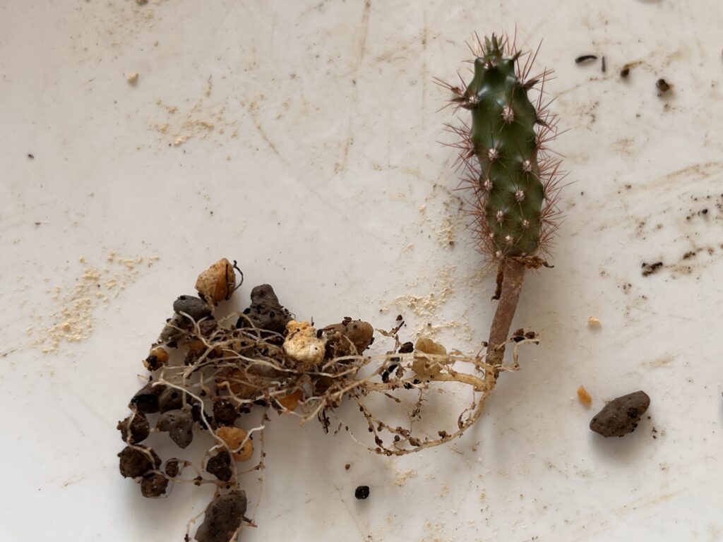 パキラの鉢から抜き出したサボテン