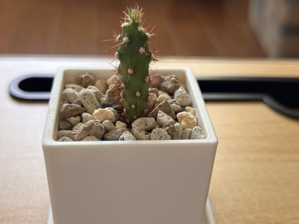 植え替え後のサボテン③