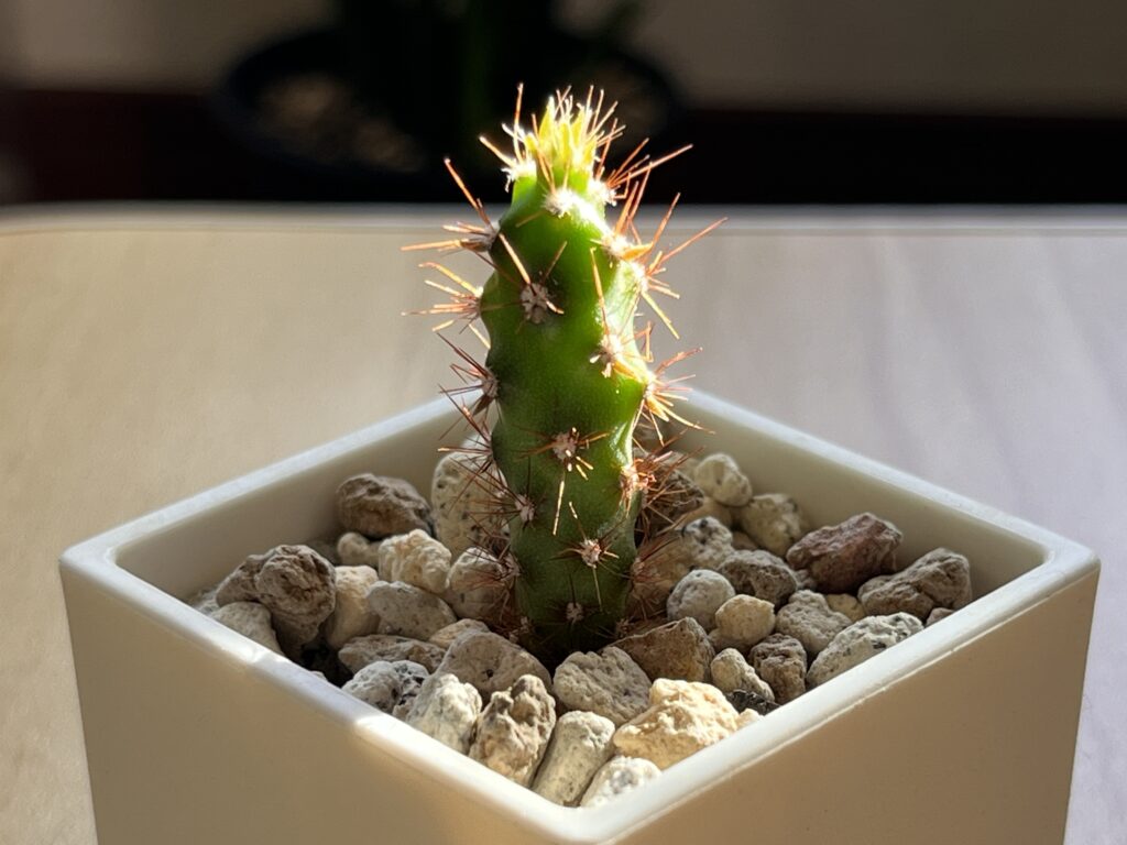 植え替え後のサボテン①