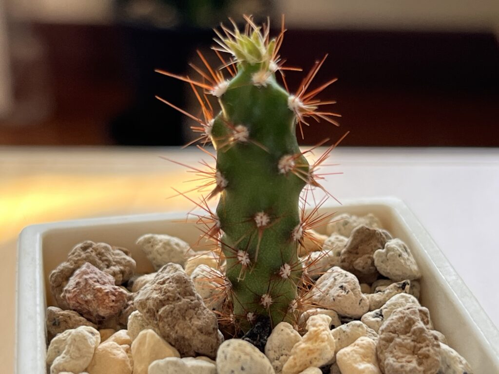 植え替え後のサボテン②