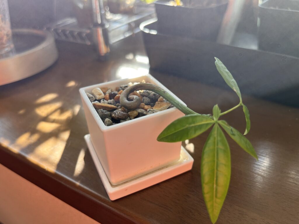 ミニポットに植えたパキラ