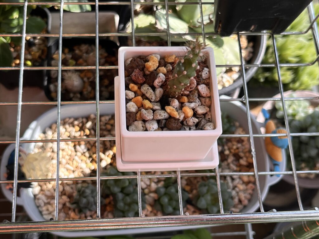 ラックの上段のサボテンと下段のハオルチアの鉢